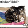 <lolcat align=right>